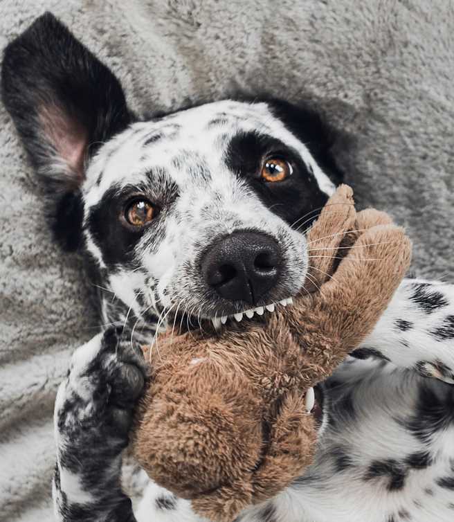 Indemnisation suite à une morsure de chien