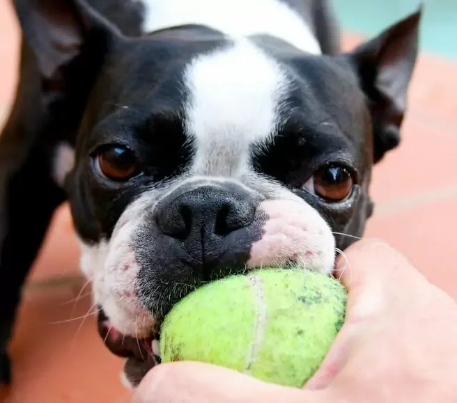 Chien tenant une balle dans la bouche face à une main, illustrant une situation d’interaction pouvant entraîner une morsure.