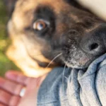 Indemnisation suite à une morsure de chien