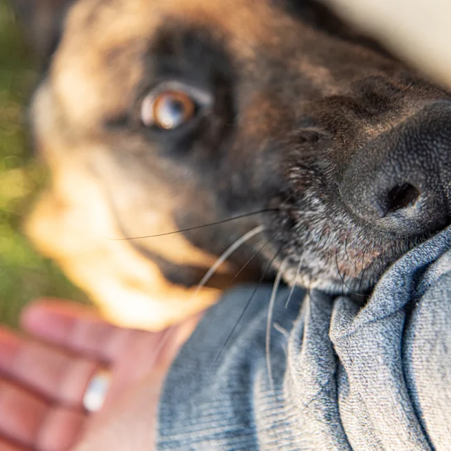 Chien mordant un vêtement, illustrant un cas de morsure de chien engageant la responsabilité du propriétaire en droit du dommage corporel.